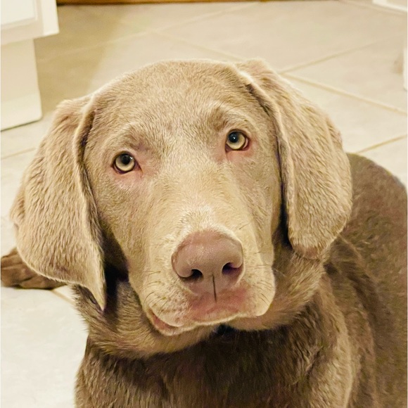 Meet your Posher, Daniel - Picture 1 of 1